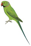 Rose-ringed Parakeet Illustration