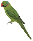 Echo Parakeet Illustration