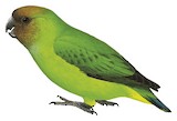 Yellow-capped Pygmy Parrot Illustration