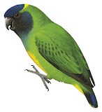 Geelvink Pygmy Parrot Illustration