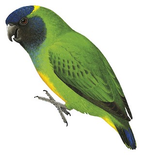 Geelvink Pygmy-Parrot - Micropsitta geelvinkiana - Birds of the World