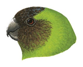 Geelvink Pygmy-Parrot - Micropsitta geelvinkiana - Birds of the World