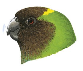 Geelvink Pygmy-Parrot - Micropsitta geelvinkiana - Birds of the World