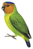 Buff-faced Pygmy Parrot Illustration