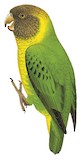 Meek's Pygmy Parrot Illustration