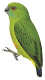 Finsch's Pygmy Parrot Illustration