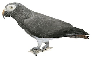 Psittacidae - New World and African Parrots - Birds of the World