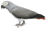 Grey Parrot Illustration