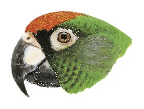 Poicephalus gulielmi gulielmi