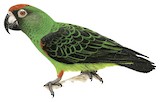 Red-fronted Parrot Illustration