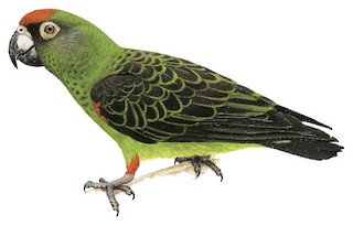 Poicephalus gulielmi massaicus