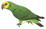 Yellow-fronted Parrot Illustration