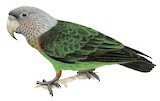 Brown-necked Parrot Illustration