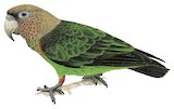 Cape Parrot Illustration