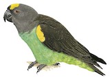 Meyer's Parrot Illustration