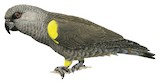 Rüppell's Parrot Illustration