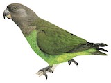 Brown-headed Parrot Illustration