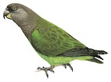 Niam-niam Parrot Illustration