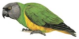 Senegal Parrot Illustration