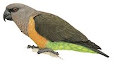 Red-bellied Parrot Illustration