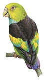 Lilac-tailed Parrotlet Illustration