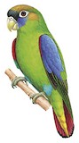 Scarlet-shouldered Parrotlet Illustration