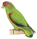 Red-fronted Parrotlet Illustration