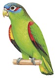 Blue-fronted Parrotlet Illustration