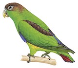 Sapphire-rumped Parrotlet Illustration