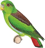 Brown-backed Parrotlet Illustration