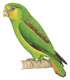 Golden-tailed Parrotlet Illustration