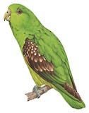 Spot-winged Parrotlet Illustration