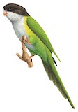 Grey-hooded Parakeet Illustration