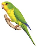 Mountain Parakeet Illustration