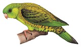 Barred Parakeet Illustration