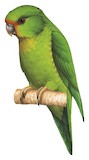 Rufous-fronted Parakeet Illustration