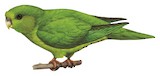 Andean Parakeet Illustration