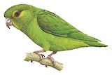 Tepui Parrotlet Illustration