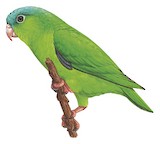 Manu Parrotlet Illustration