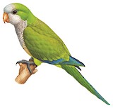 Cliff Parakeet Illustration