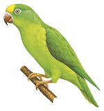 Tui Parakeet Illustration