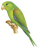 Plain Parakeet Illustration