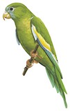 White-winged Parakeet Illustration