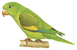 Yellow-chevroned Parakeet Illustration