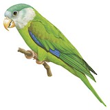 Grey-cheeked Parakeet Illustration