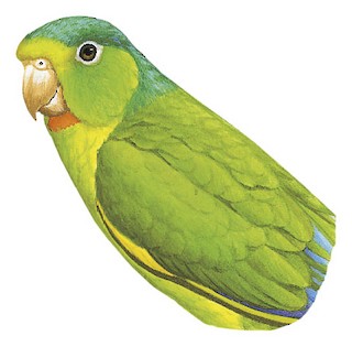 Brotogeris cyanoptera beniensis