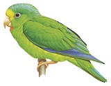 Cobalt-winged Parakeet Illustration