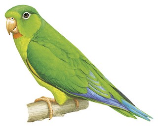 Brotogeris cyanoptera gustavi