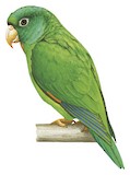 Golden-winged Parakeet Illustration