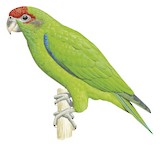 Pileated Parrot Illustration